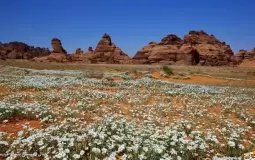 زهور الأقحوان تزين جبال "المسمى" في السعودية