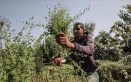 مزارع في قطاع غزة
