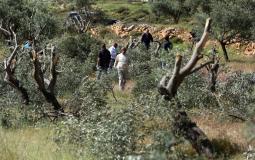 مستوطنون يقتلعون أشجار الزيتون - أرشيف