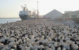 استعدادًا لموسم الحج 1444.. البيئة تفسح لـ 700 ألف رأس من الماشية