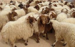 ما هو الهدي في الحج ـ ما معنى الهدي في الحج 1444