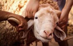 كم مرة يجب على المسلم أن يضحي؟