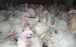 ضبط أطنان من لحوم الحبش الغير صالحة للاستخدام في غزة