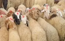 كم سعر الهدي في بنك الراجحي 1444 .. طريقة شراء الهدي