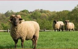 كم سعر الهدي في الحج 2023