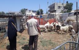 "العمل الزراعي بغزة" ينفذ زيارات ارشادية بيطرية لمربي الأغنام بخان يونس