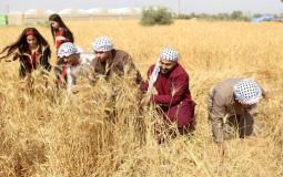 وزارة الاقتصاد توضح بشأن مخزون وأسعار الأرز والقمح والطحين / توضيحية