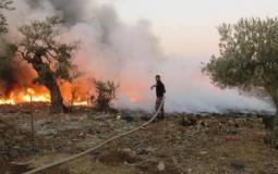 مستوطنون يحرقون أشجار زيتون معمرة في تل الرميدة بالخليل