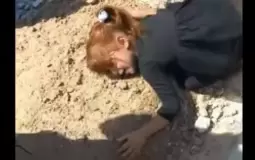 حقيقة الفيديو الرائج لطفلة في ليبيا تبكي فوق قبر أمها