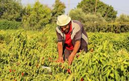 موسم الفلفل الأحمر في غزة بات مهددًا