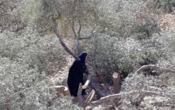مستوطنون يقطعون أشجار زيتون بالضفة - أرشيف