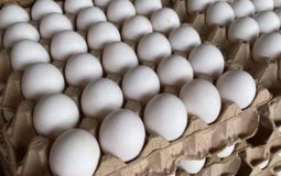 مباحث التموين تضبط 260 طبق بيض