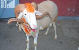 كبش عيد الاضحى