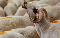 إقليم بلجيكي يمنع الذبح الحلال للحيوانات