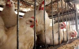 تحديث قائمة أسعار الدجاج والخضار في غزة اليوم السبت 15 أكتوبر