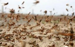 الجراد في جازان