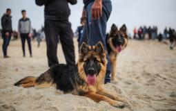 قرار مبنع اصطحاب الكلاب في الأماكن العامة وشاطئ البحر في غزة