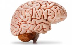 دماغ الانسان