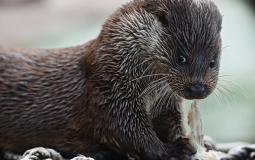 ثعلب الماء يتوقع نتيجة لقاء مصر وروسيا بالمونديال