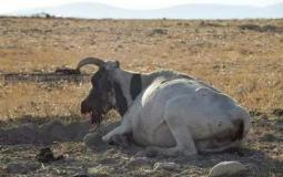 انفجار لغم بقطيع أبقار  في منطقة الساكوت بالأغوار الشمالية