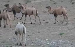 أول جمل من نوعه في العالم -توضيحية-