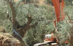 قوات الاحتلال تقتلع أشجار