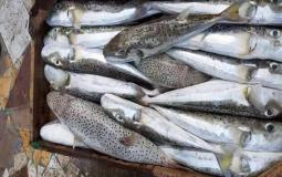  أسماك الأرنب السامة - أرشيفية