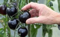 نجاح تجربة زراعة طماطم سوداء في غزة