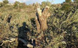 اقتلاع أشجار الزيتون في يطا -توضيحية-