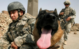 كلاب القوات الخاصة الأمريكية - أرشيفية -