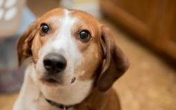 كلب شجاع ينقذ صاحبته من الغرق