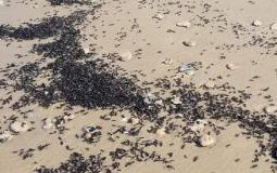 عشرات الملايين من النمل تجتاح شواطئ إسرائيل