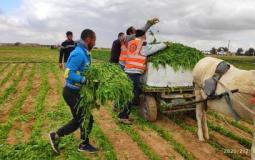 زراعة غزة تتلف كميات من المزروعات المصابة بالمبيدات السامة