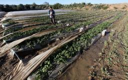 الزراعة وتحذيرات الفيضانات - حالة طقس فلسطين 