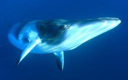 سر سماع صوت الحوت الأزرق في ليبيا ومصر والجزائر؟