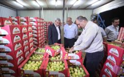 قلقيلية: تصدير أول شحنة جوافة إلى الأردن