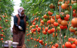 مزارع البندورة في قطاع غزة 