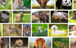 محبو هذه الحيوانات يميلون أكثر إلى الخيانة!