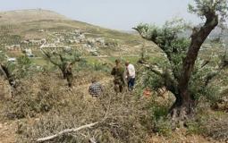 أشجار زيتون لأراضٍ فلسطينية