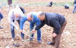 زراعة أشجار زيتون في بلدة سنجل