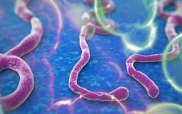 فيروس ايبولا ومخاطرة