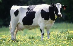 ألمان ينجحون في تدريب الأبقار على استخدام "دورات المياه"