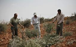 مستوطنون يقطعون عشرات أشجار الزيتون في جنين
