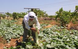 المزارعين الفلسطينيين بالضفة الغربية - ارشيفية