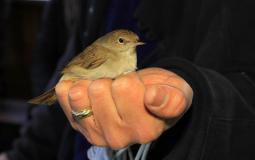 بدء فعاليات الأسبوع الوطني للطيور