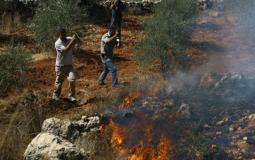 مستوطنون يشعلون النار في أشجار زيتون بسبسطية