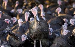 إعدام 10 آلاف طائر في بريطانيا بسبب انفلونزا الطيور