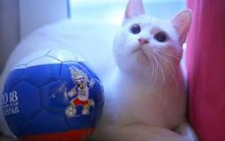 القط الأصم أخيل يتوقع الفائز بلقاء مصر وروسيا في كأس العالم 2018