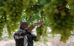 الزراعة تفتتح موسم قطف العنب البذري في غزة 
