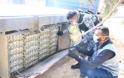 محاولة تهريب أكثر من 400 طبق بيض إلى إسرائيل